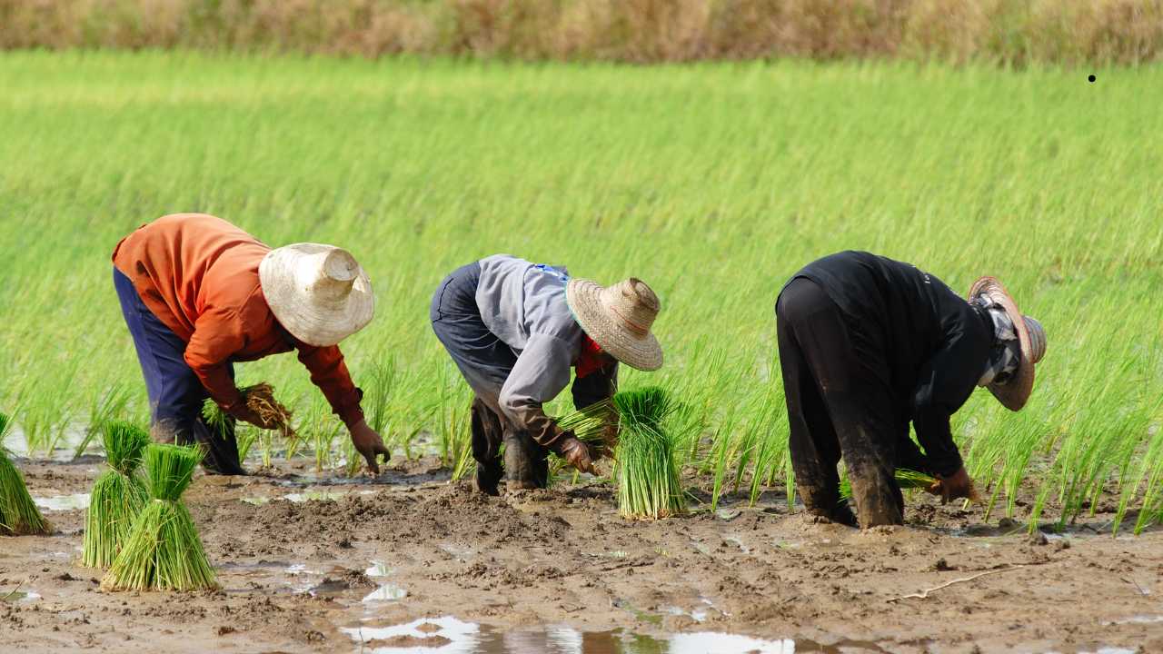 Farming