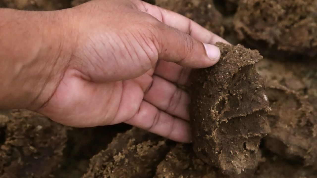 Cow Dung Cakes