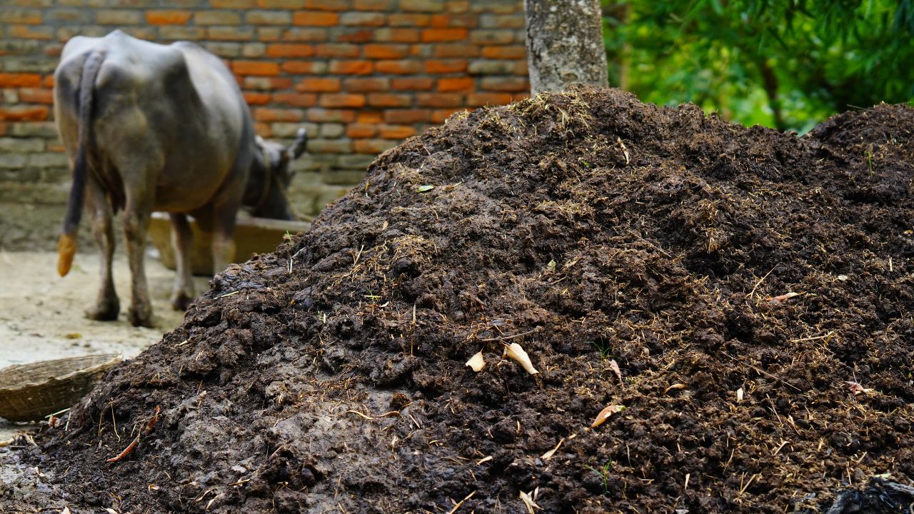 Loose Cow Dung
