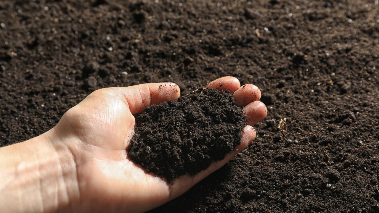 Vermicompost