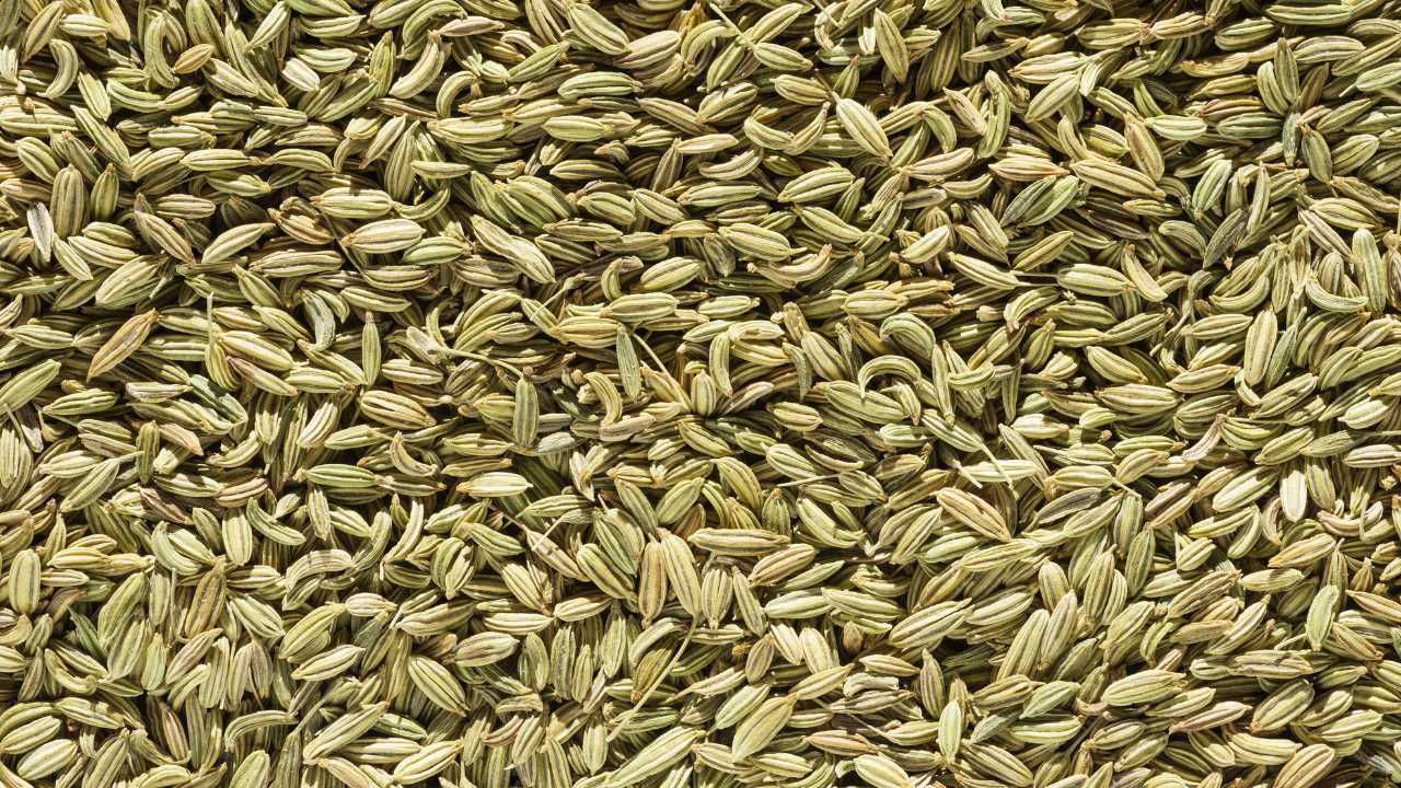 Fennel Seed