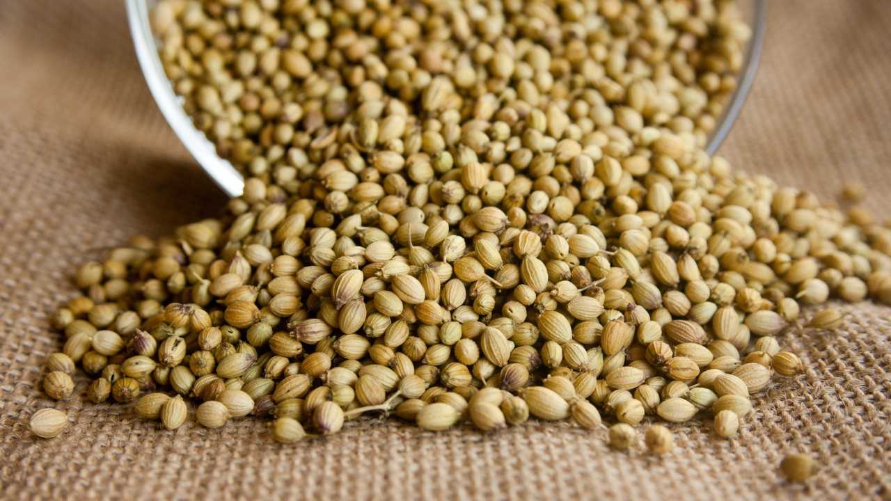 Coriander Seed