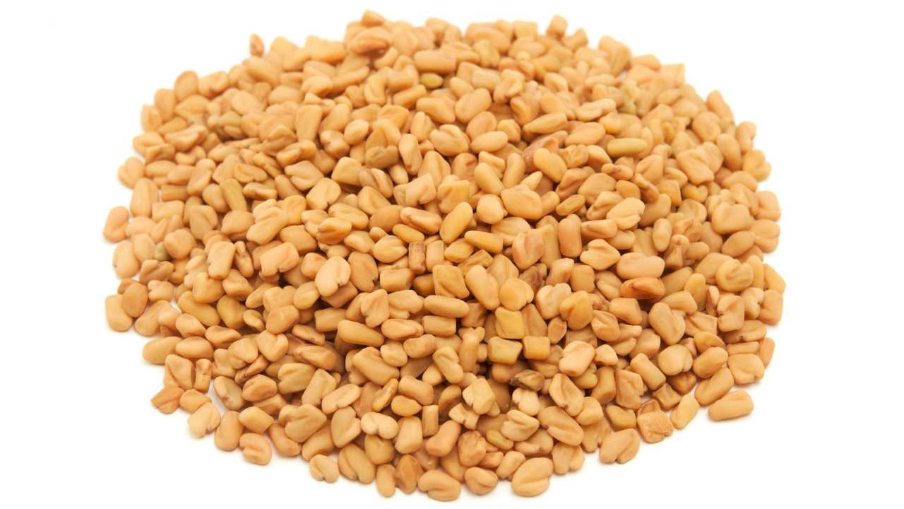 Fenugreek Seed